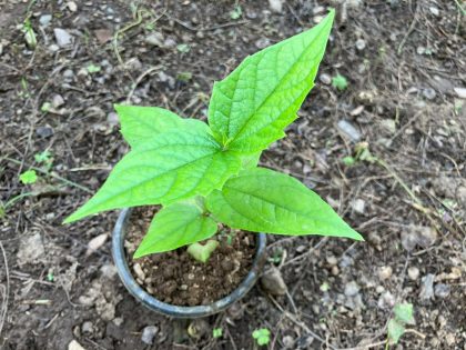Parijaat | Harsingar | Night Jasmine Live Plant