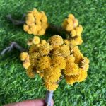 Dried Yellow Flowers Bunch for Gift Boxes