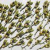 Dried Flower Bunches For Gift Boxes