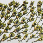 Dried Flower Bunches For Gift Boxes
