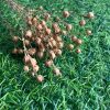 Dried Flax Seed Pods with Stem