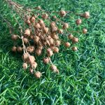 Dried Flax Seed Pods with Stem