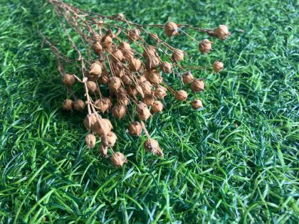 Dried Flax Seed Pods with Stem