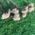 Dried White Static Flowers