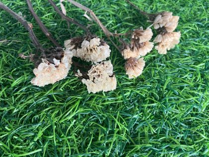 Dried White Static Flowers