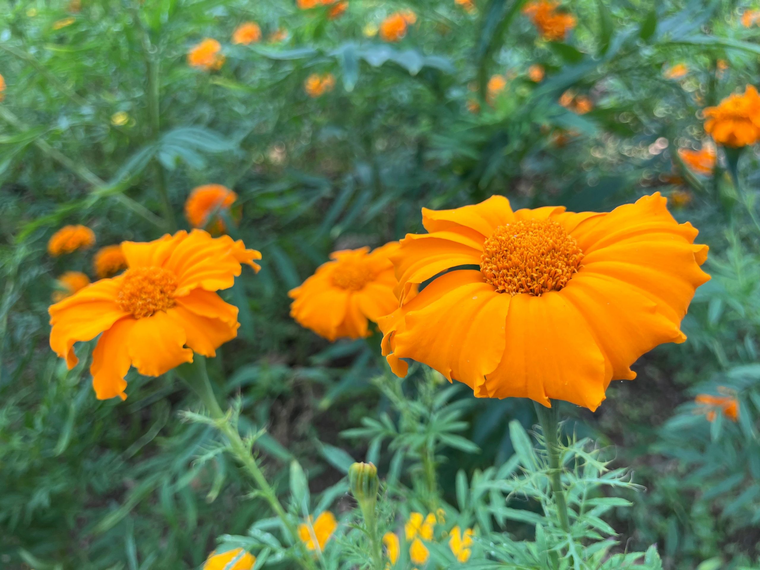 Marigold Benefits for Skin: Uses, Benefits & Skincare Guide