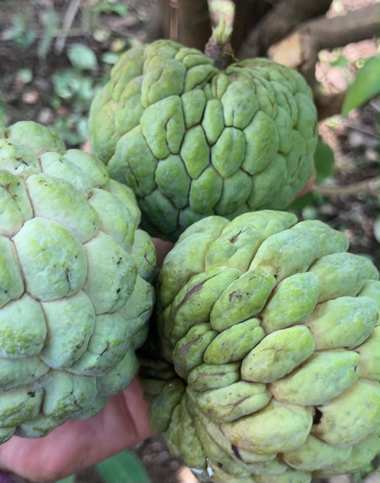 BloomyBliss Farm Journal – August & September