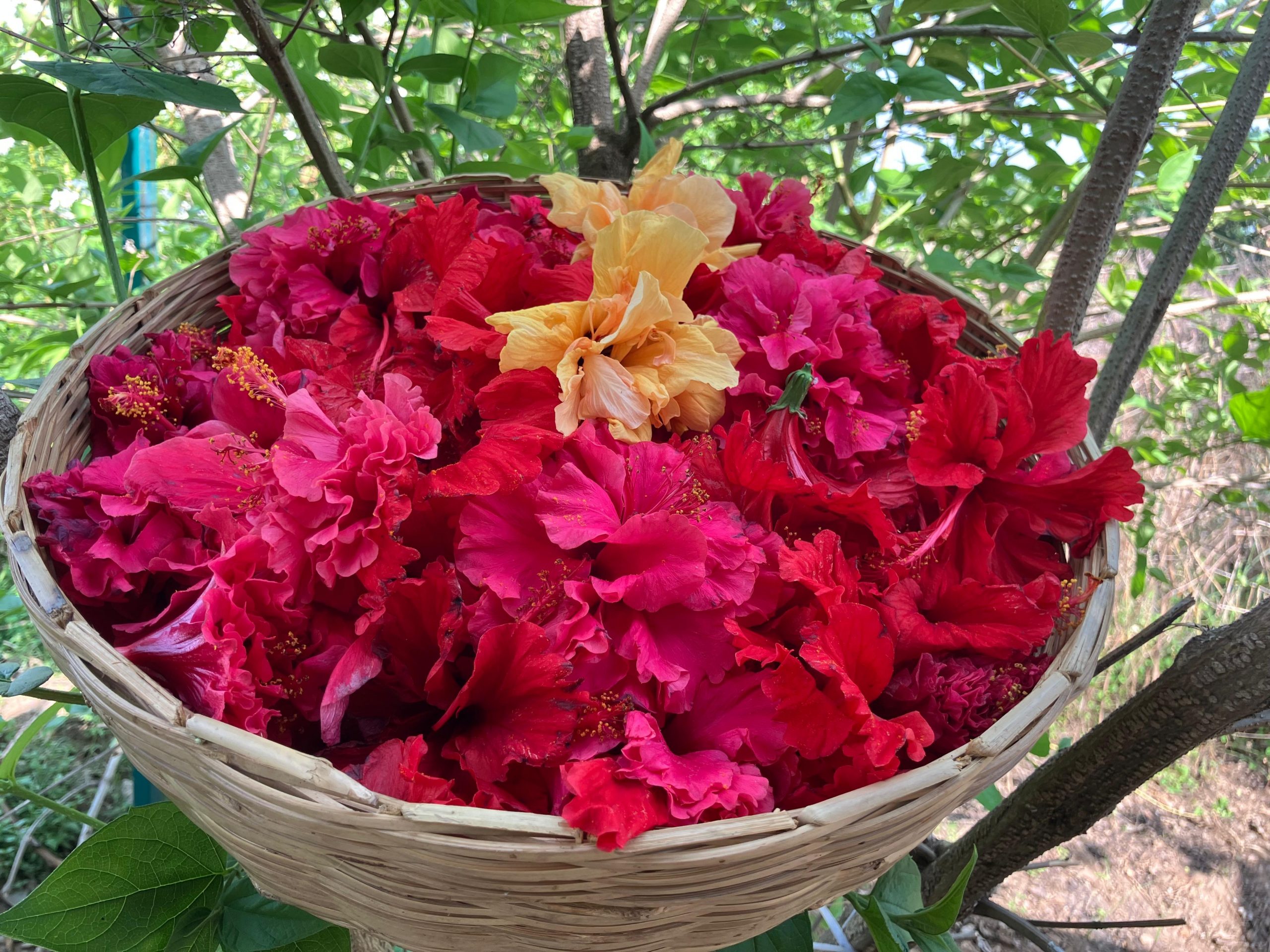 Hibiscus Benefits for Skin: From Traditional Beauty to Modern Skincare