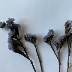Dried Blue Static Flowers with Stem