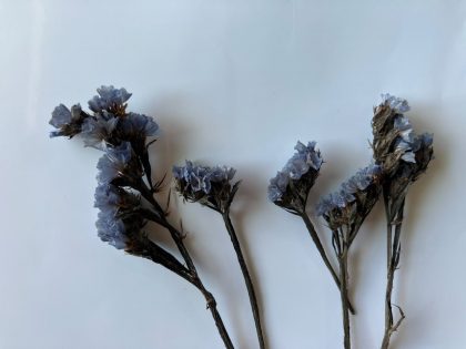 Dried Blue Static Flowers with Stem